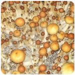 Псилоцибиновые (галлюциногенные)  грибы Psilocybin "Golden Teacher" в Полтавской
