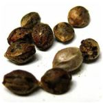 Семена марихуаны АК-47  (Seeds AK-47) в Полтавской